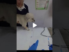 Hoe plaats je een endotracheale buis bij honden?