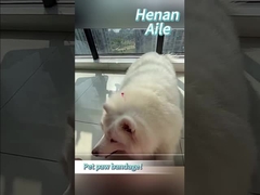 Hoe moet je de poot van je huisdier verbinden?